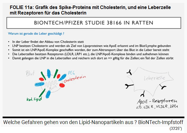 FOLIE 11a: Grafik des Spike-Proteins
                mit Cholesterin, und eine Leberzelle mit Rezeptoren f�r
                das Cholesterin