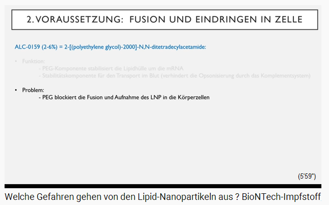 Folie 4: PEG
                  blockiert die Fusion und Aufnahme des LNP in die
                  K�rperzelle