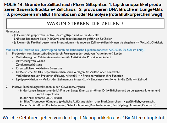 FOLIE 14: Gr�nde f�r Zelltod nach
                  Pfizer-Giftspritze: 1. Lipidnanopartikel produzieren
                  Sauerstoffradikale+Zellchaos - 2. provozieren
                  DNA-Br�che in Lunge+Milz - 3. provozieren im Blut
                  Thrombosen oder H�molyse (rote Blutk�rperchen weg!)
