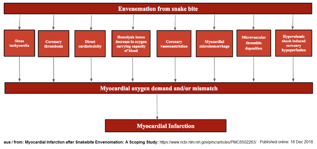 Scheme with
                      snake venom affecting circulation and heart
                      systems