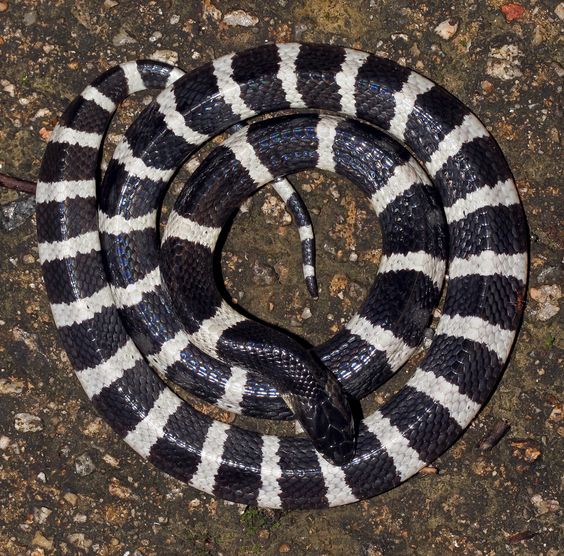 Culebra krait china
                              (lat.: Bungarus multicinctus)