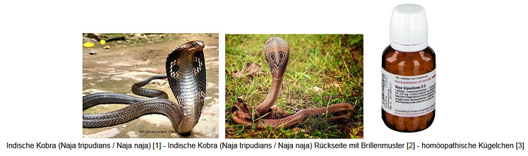Indische Kobra