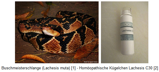 Buschmeisterschlange
