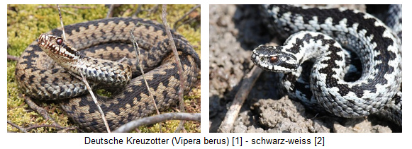 Deutsche
                          Kreuzotter