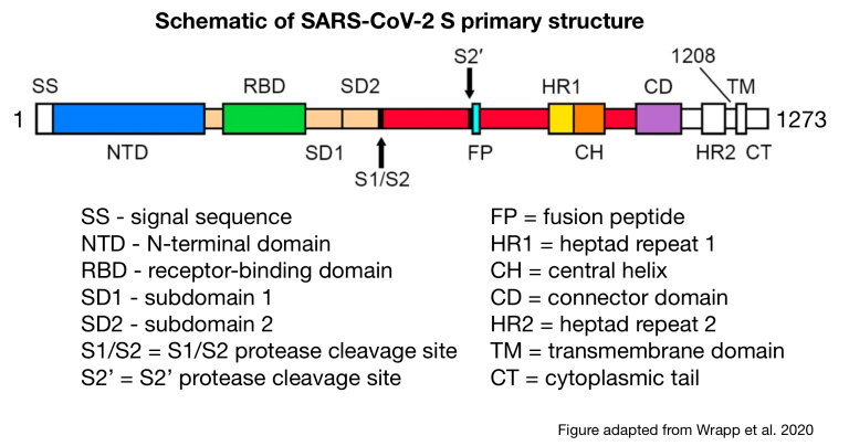 SARS-CoV2-Virus, die Grundstruktur, Schema