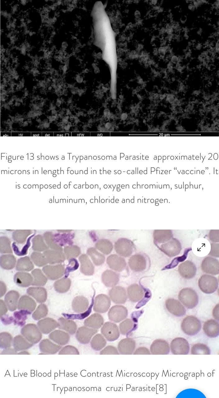 GENimpfwahn mit
                      Pfizer-Impfung mit Parasiten 30.8.2021