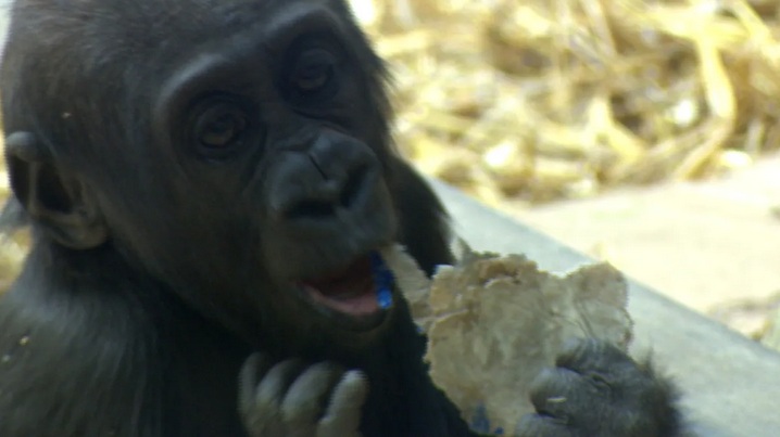 SCHLANGENGIFTimpfung gegen Tiere
                    in Calgary (Kanada) 10.6.2022: Coronaimpfung bei
                    einem Affen - nun hat Kimani Leberkrebs:
                    "6-year-old gorilla, Kimani, in 'serious to
                    critical condition' after cancer diagnosis, says
                    Calgary Zoo" - Meldung vom 6.6.2022