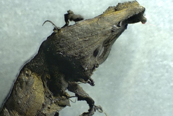 Braunes
                    Gummi-Blutgerinnsel 02