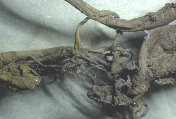 Braunes
                    Gummi-Blutgerinnsel 04