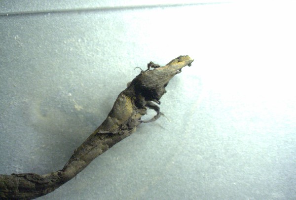 Braunes
                    Gummi-Blutgerinnsel 01