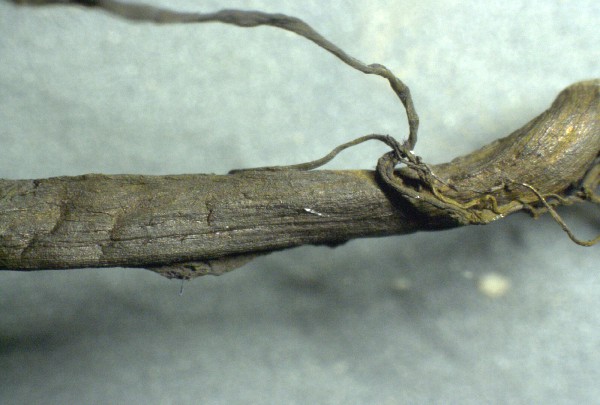 Braunes
                    Gummi-Blutgerinnsel 06