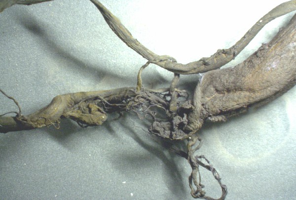 Braunes
                    Gummi-Blutgerinnsel 03