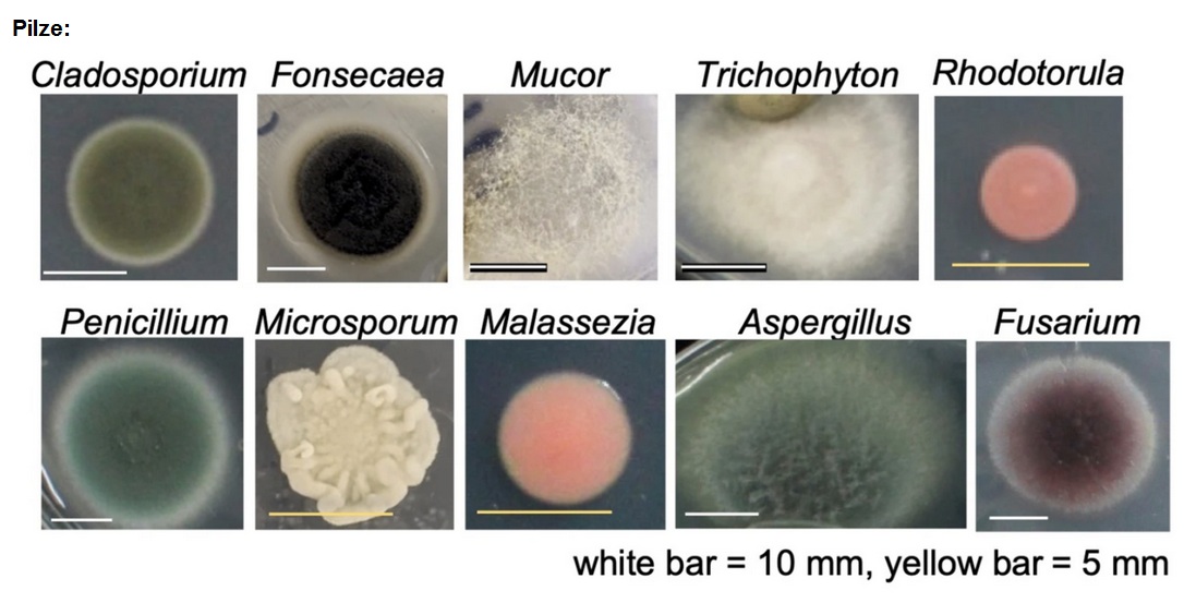 Studie in Japan 1.8.2022: Maskenwahn
                    mit Pilzen