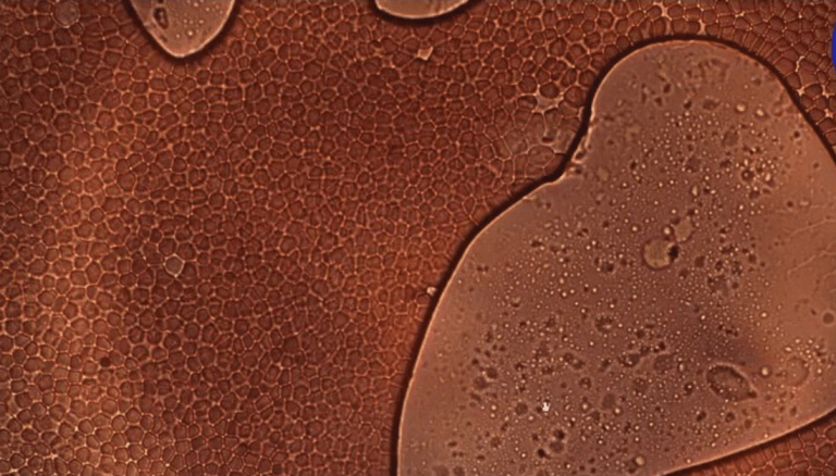 Blut mit
                      Shedding 04