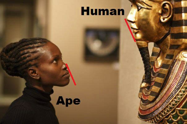 Face forms genetically:
                  Black=monkey - white=pharaons