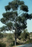 Eukalyptus (Blätter
                                      und Blüten) sind Zutaten für das
                                      Wasser eines Dampfbades