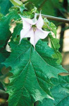 Stechapfelblüte,
                          ein Bestandteil der Salbe gegen Magenkrämpfe