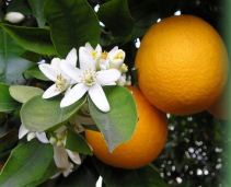 Orangenblütentee
                          stützt die Nerven, wirkt gegen Kopfschmerzen
                          und gegen Migräne