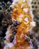 Bienenhonig, ein
                          Bestandteil der Salbe gegen Magenkrämpfe