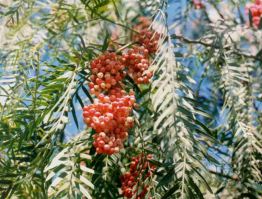 Pfefferbaum, Blätter und
                                    Früchte, sind Zutaten für das Wasser
                                    eines Dampfbades