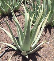 Aloe Vera (Span.:
                        sábila), der gesamte Kaktus, gegen Schuppen