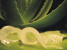 Aloe Vera, frisch
                        geschnittene Gelstreifen aus den Kaktusblättern,
                        gegen Schuppen