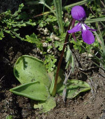 Landveilchen (Span.: Violeta de campo,
                          lat.: Gaiadendrum punctatum), ein Teil des
                          Schönheitsbads