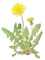 L�wenzahn, ein Element
                          gegen Blutarmut (An�mie)