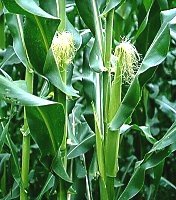 cocimiento de pelo de choclo (ma�z)
                                para la prostata