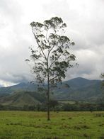 Eucalipto contra tos 02, árbol de
                                Tsachopen, región de Oxapampa, Perú