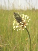 Llant�n tiene muchos efectos bonitos