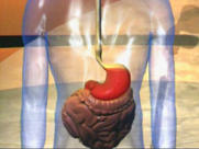 Der Magen der J�germenschen mit
                          Blutgruppe 0 hat besonders viel Magens�ure und
                          ist pr�destiniert zur Fleischverdauung, und
                          basische Fr�chte und Gem�se d�mpfen die S�uren
                          jeweils ausgleichend ab. Saure Lebensmittel
                          sind folglich f�r den sauren Magen der
                          Menschen mit Blutgruppe 0 sehr sch�dlich und
                          w�rden Magengeschw�re provozieren, z.B.
                          jeglicher Essig.