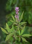 Chaste tree (Vitex agnus castus) is a tonic
                        for women, is regulating the menstrual cycle
                        respectively is regulating the period of women
                        by an effect on the pituitary gland; is for the
                        treatment of fibrocystic breast disease (cysts
                        in the female mammary gland); is used for the
                        treatment of infertility, of menstrual
                        disorders, of PMS, and of menopause syndromes