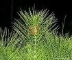 Common horsetail has an effect against
                        fragile finger nails and toe nails, against
                        arthrosis of the joints, against rheumatoid
                        arthritis, against osteoporosis; has an effect
                        as a diuretic with edemas.