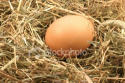 Bio-Eier mit viel Calcium,
                          beste Zinkquelle und beste Beta-Carotin-Quelle
                          f�r Blutgruppe A.
