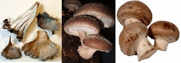 Pilze,
                      zumBeispiel Maitakepilze, Shiitakepilze
                      undChampignons