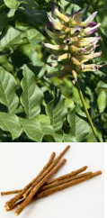 Regaliza y t�s / infusiones / mates de
                          regaliza son recursos �tiles