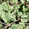 Boerhaavia, z.B. Boerhaavia diffusa