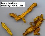 Huang Lian (Goldfadenwurzel) verhindert
                          die Ansiedlung sch�dlicher Bakterien