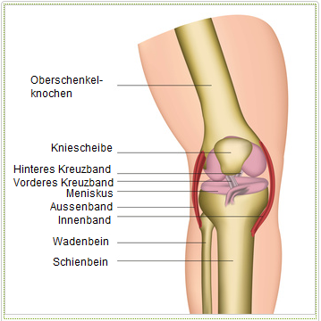 Knie mit B�ndern, Schema