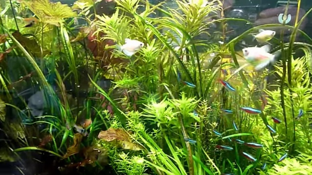 Aquarium avec faune et flore d’Amazonie
