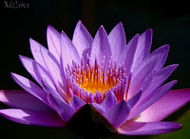 Flor lotos violeta
