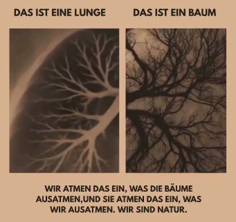 15.11.2025:
                      Baum = Lunge