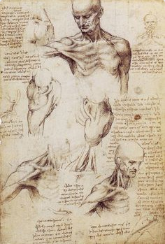Leonardo da
                Vinci, anatom�a del cuerpo superior