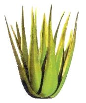 Aloe-Vera-Kaktus Aloe-Vera-Kaktus