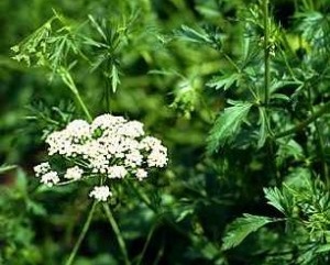 Plante d'anis, les feuilles
                sci�es chaotiquement