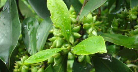 Sternanis, Laub und die gr�nen, unreifen
                  Sterne