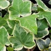 Hedera helix
                    Anne-Marie