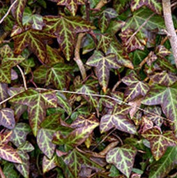 Hedera helix
                    atropurpurea