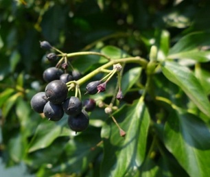 Ivy fruits /
                      ivy berries